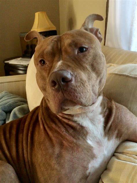 Just a handsome big head : r/pitbulls