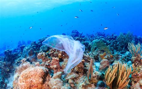 Ocean Floor Littering Has Caused Unprecedented Growth In Marine Waste-Dump