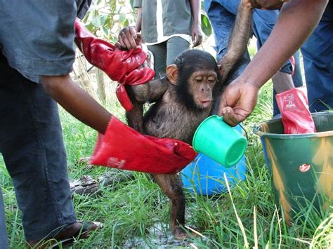 Chimpanzee Poaching