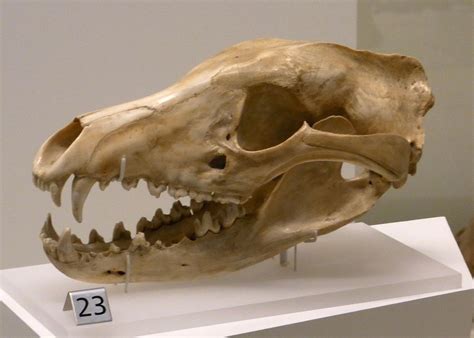 Thylacine Skull Tasmanian Tiger, Tasmanian Devil, Australian Fauna ...