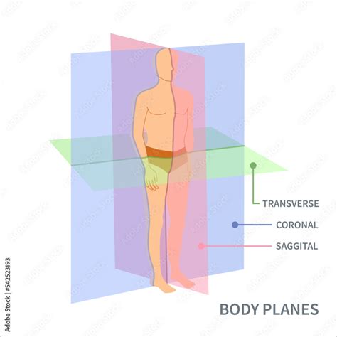 Anatomical Position: What Is It, Significance, Regions,