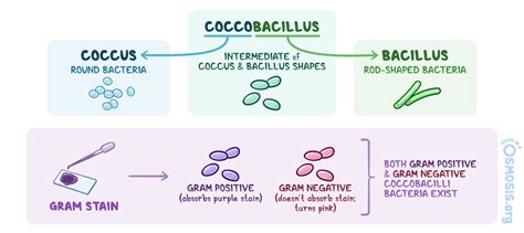 Coccobacilli: What Are They, Treatment, and More | Osmosis