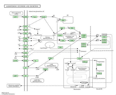 KEGG PATHWAY: Aldosterone synthesis and secretion - Rattus norvegicus (rat)