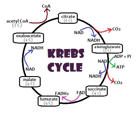 Biology A-Level Revision