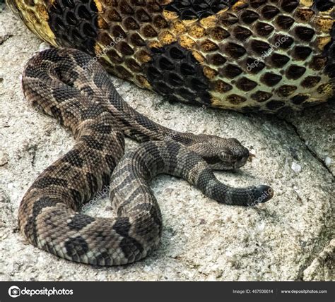 Baby Timber Rattlesnake Identification