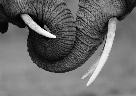 elephant love photo | One Big Photo