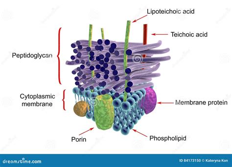 Structure of Gram-positive Bacteria Cell Wall Stock Illustration ...