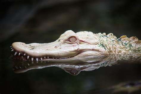 Albino Alligator Wallpapers - Wallpaper Cave