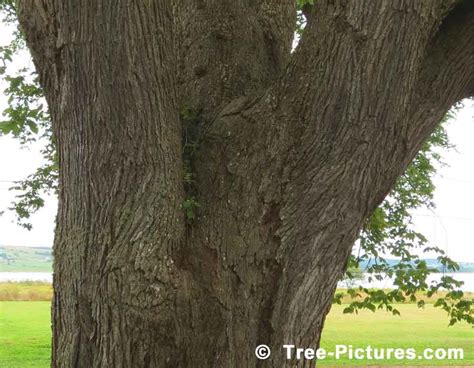 Elm Tree Bark, Close Up Photo for Identification