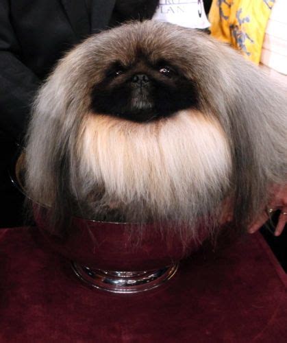 Westminster Dog Show 2012: Best in show goes to Malachy, a Pekingese ...