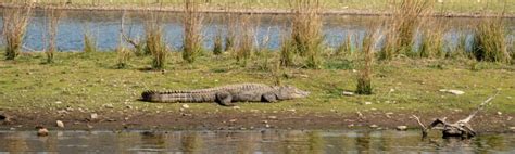 Best time to Visit Sariska National Park | Alwar (Rajasthan)