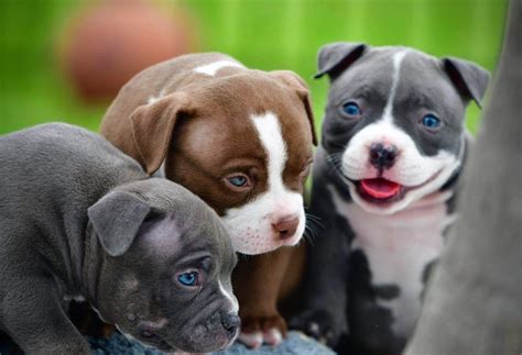 Xl Bully Puppies For Sale California / How Much Does An American Bully ...