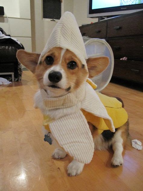 14 Best Corgi Costume ideas | corgi costume, corgi, cute animals