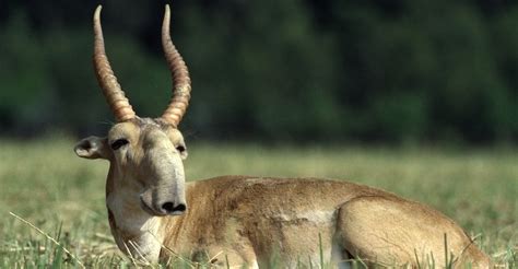 Almost 5,000 Saiga Antelope Horns Confiscated in Kazakhstan | CMS