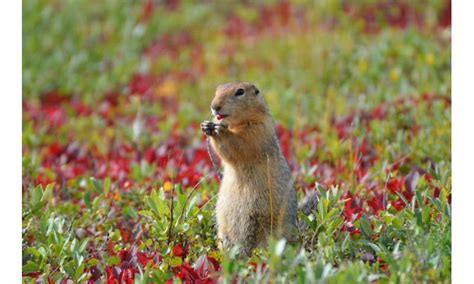 Arctic ground squirrels are altering their hibernation patterns in ...