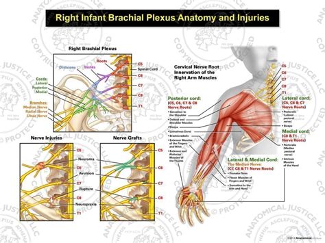 Brachial Plexus Anatomy