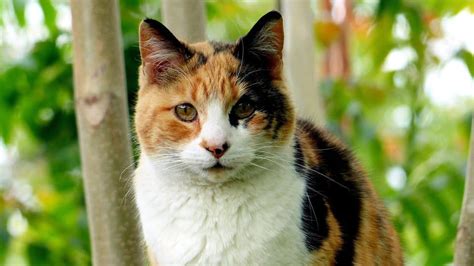 The 119 Most Popular Calico Cat Names