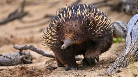 Echidna Fact Sheet | Blog | Nature | PBS