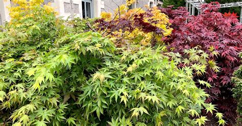 A Guide to Different Japanese Maple Types | Gardener’s Path