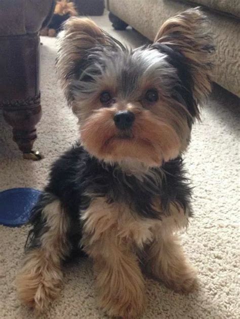 So cute | Yorkie puppy, Yorkie puppy haircuts, Yorkshire terrier puppies