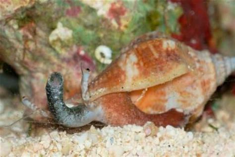 Fighting Conch Snail – Detailed Guide: Care, Diet, and Breeding ...