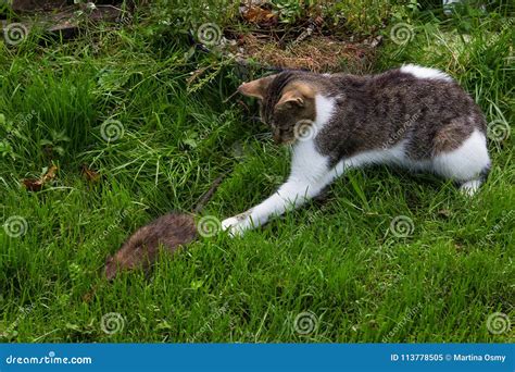 Young Cat is Fighting with a Rat. Stock Image - Image of life, bold ...