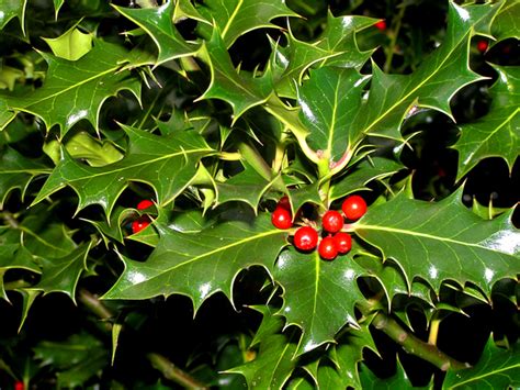 Free Holly leaves Stock Photo - FreeImages.com