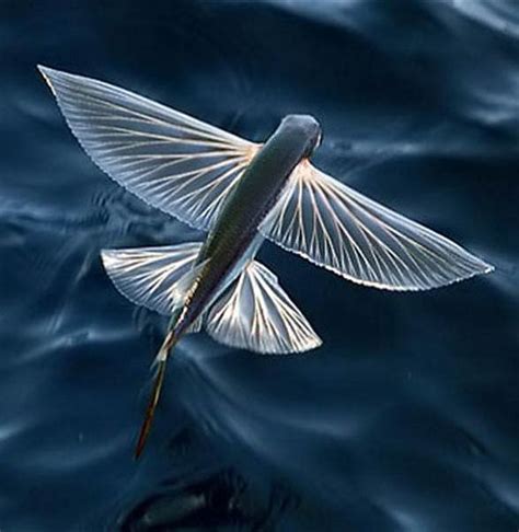 Flying fish – unusual fish | DinoAnimals.com