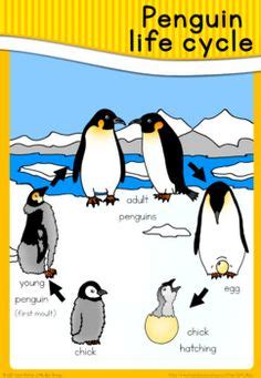 97 Best Penguin life cycle images in 2020 | Penguin life, Penguins ...