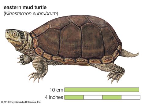 Odio misil discreción tortuga de barro frio Clan código Morse