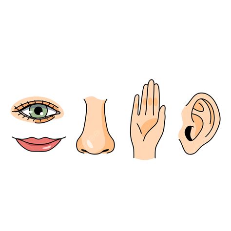 Sense Organs For Feeling Concept, Ear, Organ, Eye PNG And, 53% OFF