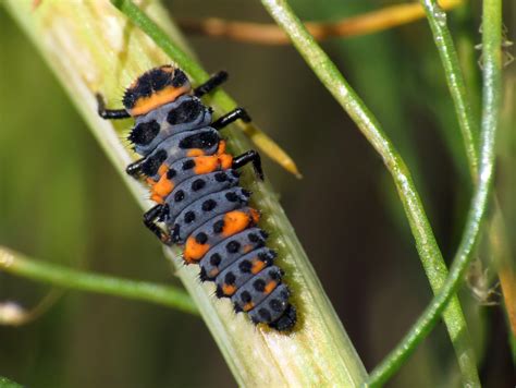 How do ladybugs survive winter? | Ask Dr. Universe | Washington State ...