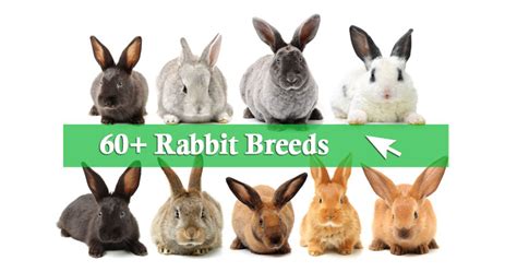 60+ Pet Rabbit Breeds from A to Z (With Pictures) - RabbitPedia.com