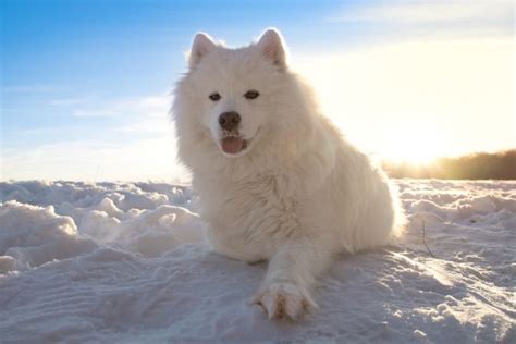 21 Best Dog Breeds for Cold Weather| DogExpress