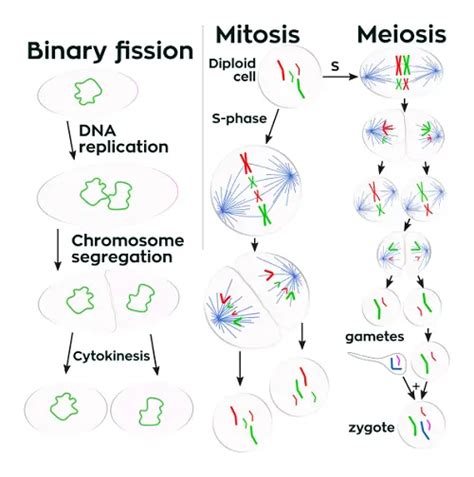 Difference Between Binary Fission And Mitosis