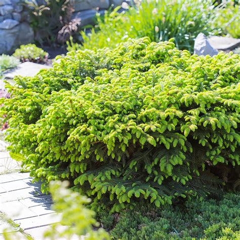 Evergreen Shrubs For Landscaping