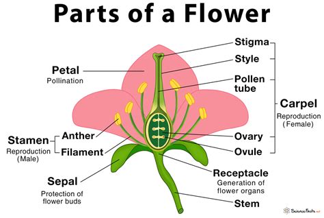 Parts of a Tree and Their Functions | Science Facts