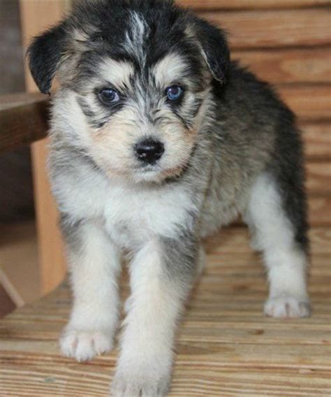 Siberpoo Dog Breed Information and Pictures - PetGuide | Husky poodle ...