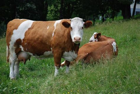 History of the Ayrshire Cattle Breeders Society