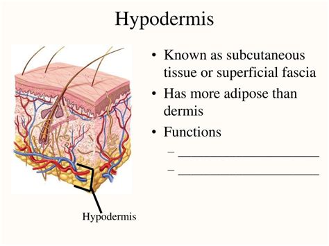 PPT - Integumentary System PowerPoint Presentation, free download - ID ...