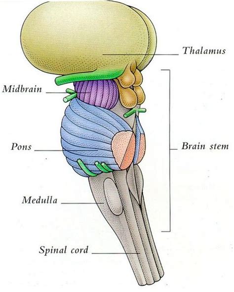 Midbrain Pons Medulla - Luke Short