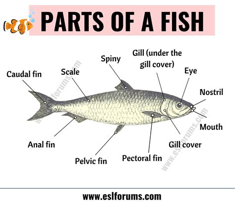 FISH Anatomy: Different Parts of a Fish with ESL Picture! - ESL Forums