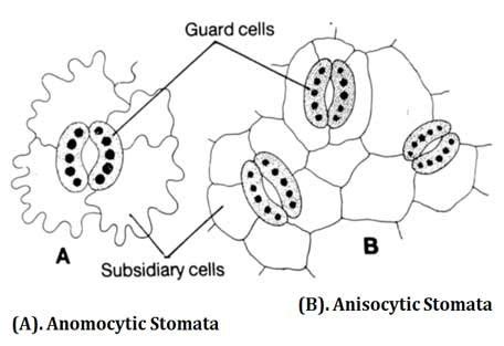 Classification of Stomata | EasyBiologyClass