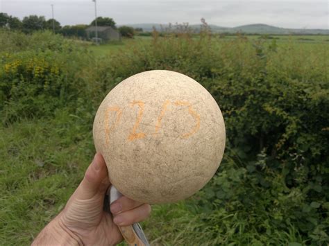 Puffballs – Identification, Distribution, Edibility – Galloway Wild Foods