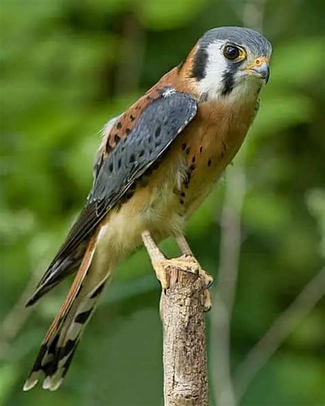 Falcons in Ohio (5 Species with Pictures) - Wild Bird World