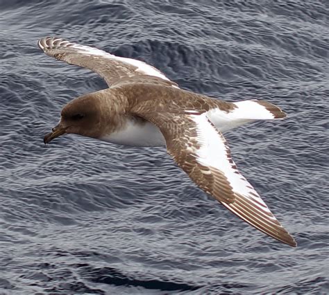 Birds of the World: Antarctic petrel