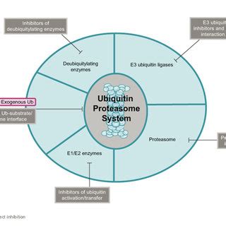 (PDF) Patented small molecule inhibitors in the ubiquitin proteasome system