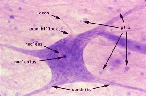 Histology at SIU