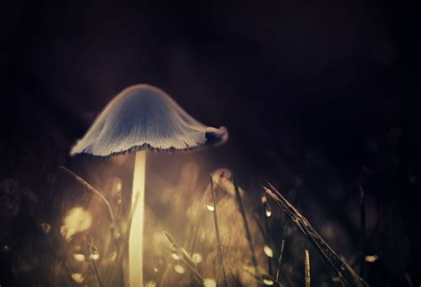 mushroom, Glowing HD Wallpapers / Desktop and Mobile Images & Photos