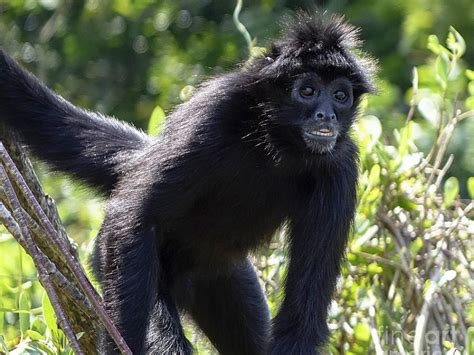 Black Spider Monkey Facts, Habitat, Diet, Life Cycle, Baby, Pictures